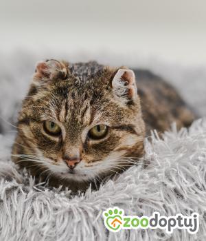 Do adopcji Mielec