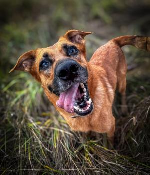 Do adopcji Warszawa