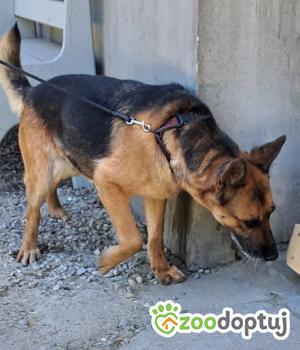 Do adopcji Zgierz