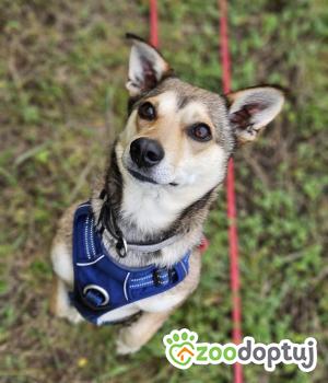 Do adopcji Stalowa Wola