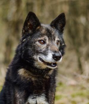 Do adopcji Białobrzegi