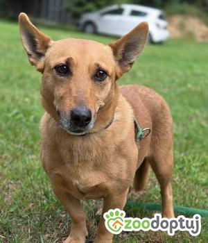 Do adopcji Zgierz