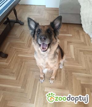 Do adopcji Warszawa