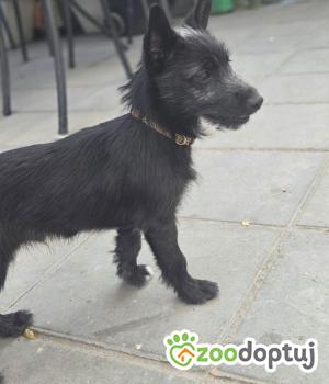 Do adopcji Zgierz