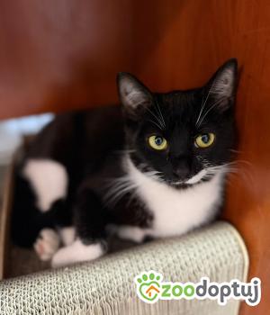 Do adopcji Głowno