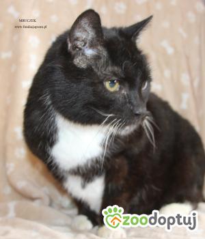 Do adopcji Nowy Dwór Mazowiecki