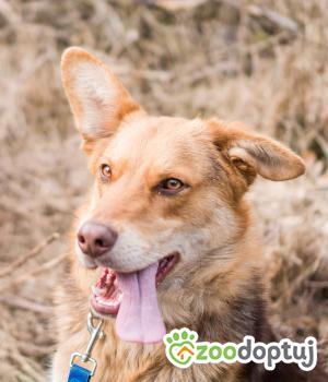 Do adopcji Sompolno
