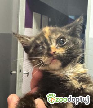 Do adopcji Zgierz