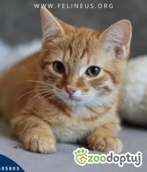 Do adopcji Rzeszów