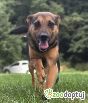 Do adopcji Zgierz