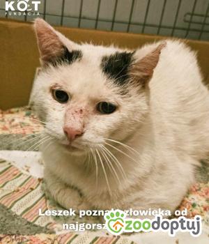 Do adopcji Toruń