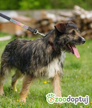Do adopcji Zgierz
