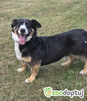 Do adopcji Zgierz