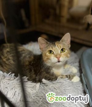 Do adopcji Głowno