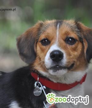 Do adopcji Nowy Dwór Mazowiecki