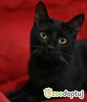 Do adopcji Poznań