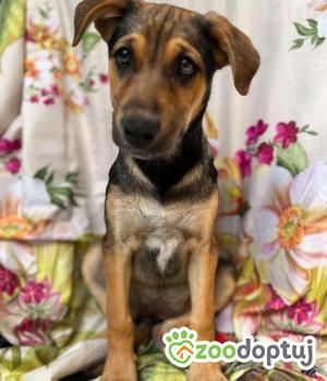 Do adopcji Warszawa