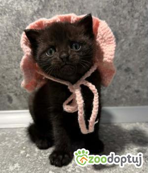 Do adopcji Cieszyn