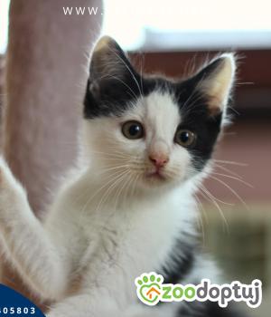 Do adopcji Rzeszów