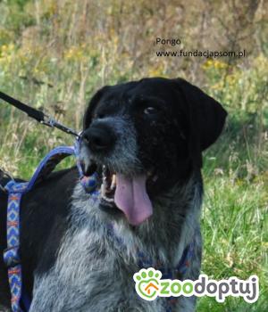 Do adopcji Nowy Dwór Mazowiecki