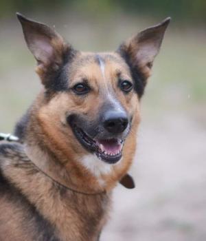 Do adopcji Warszawa