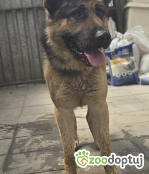 Do adopcji Zgierz