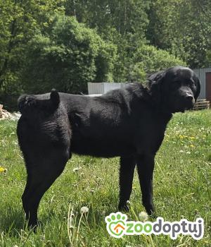 Do adopcji Zgierz