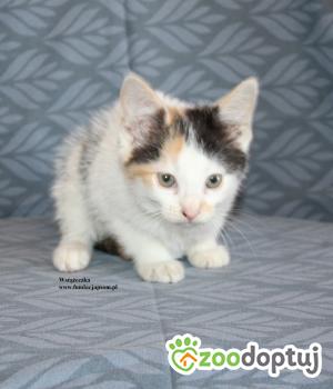 Do adopcji Nowy Dwór Mazowiecki