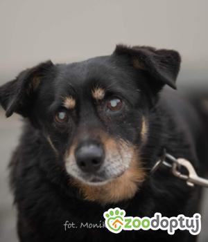 Do adopcji Myślenice
