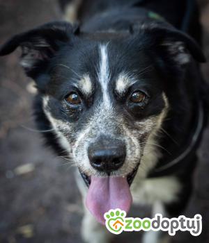 Do adopcji Warszawa