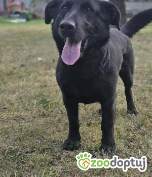 Do adopcji Zgierz