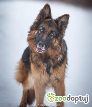 Do adopcji Myślenice