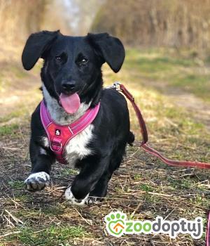 Do adopcji Stalowa Wola