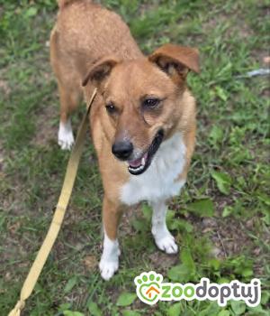 Do adopcji Zgierz
