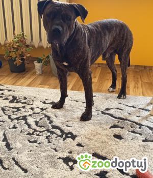 Do adopcji Białystok