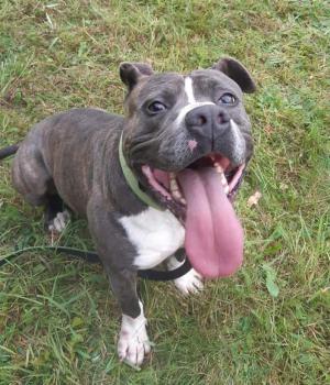 Do adopcji Olsztyn