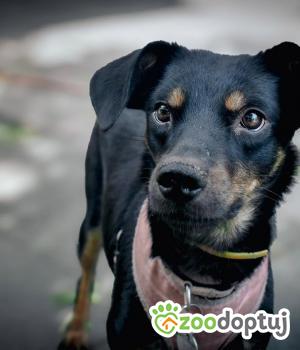 Do adopcji Warszawa