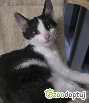 Do adopcji Cieszyn