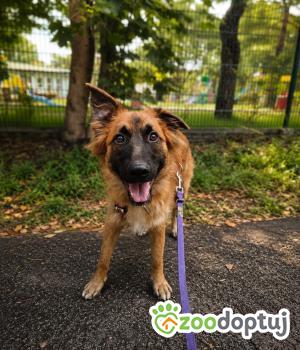 Do adopcji Warszawa