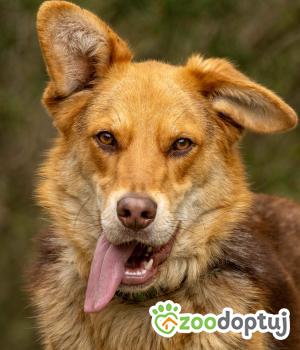 Do adopcji Sompolno