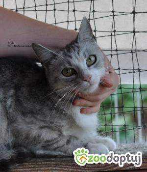 Do adopcji Nowy Dwór Mazowiecki