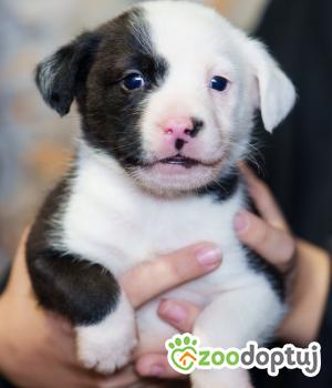 Do adopcji Zgierz