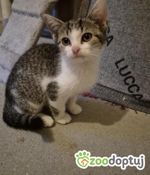 Do adopcji Cieszyn