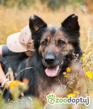 Do adopcji Sompolno