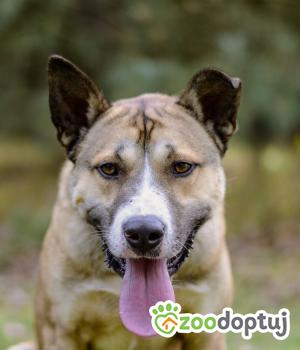 Do adopcji Białobrzegi