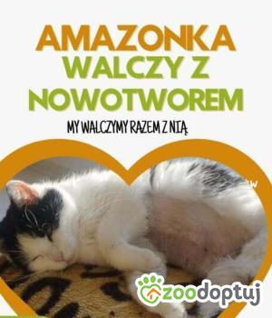 Do adopcji Poznań
