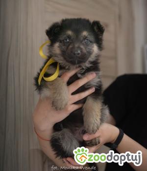 Do adopcji Myślenice