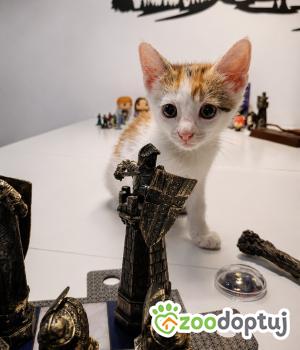Do adopcji Cieszyn