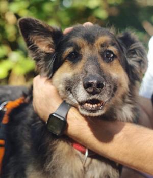 Do adopcji Warszawa