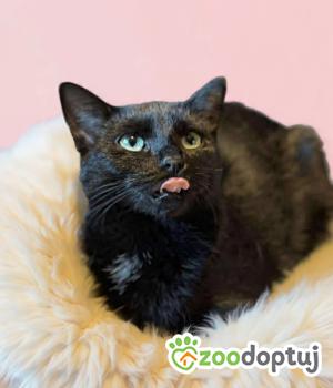 Do adopcji Nowy Tomyśl